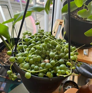 Variegated String of Pearls Plant Care: Water, Light, Nutrients