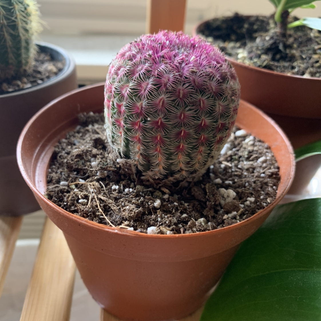 Photo of the plant species Arizona Rainbow Cactus by @mariekemom named Rainbow Cactus on Greg, the plant care app