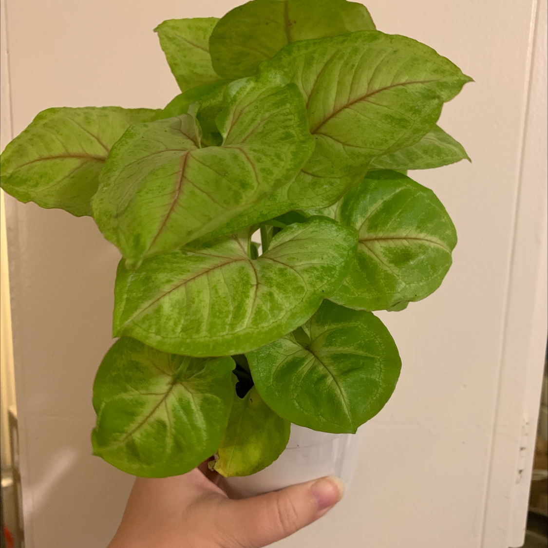 Syngonium 'Gold Allusion' plant with vibrant green leaves and reddish veins, held by a hand.