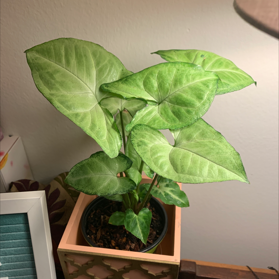 Syngonium 'White Butterfly' plant with healthy green and white leaves in a pot.