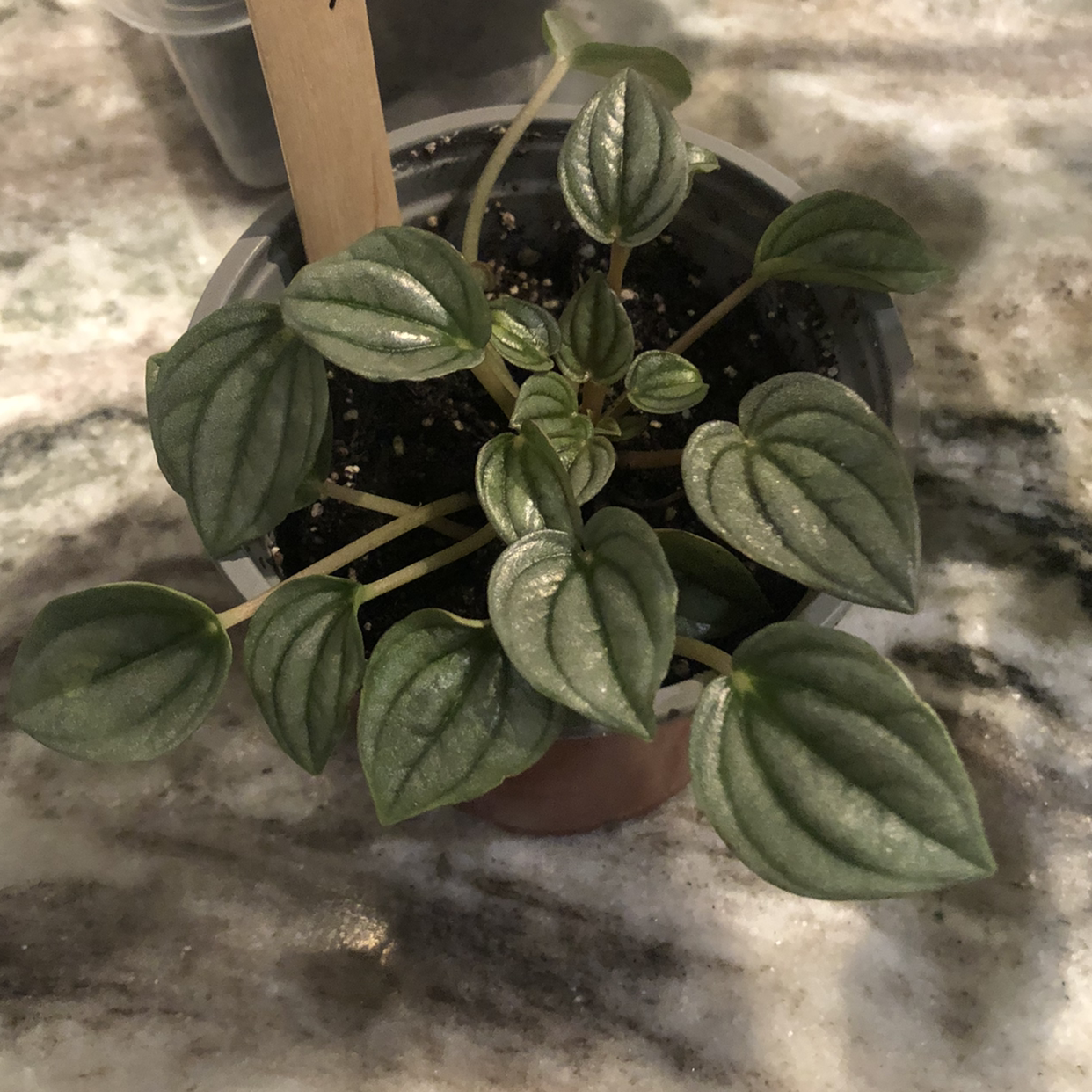 Silver Ripple Peperomia plant in a pot with healthy green leaves.
