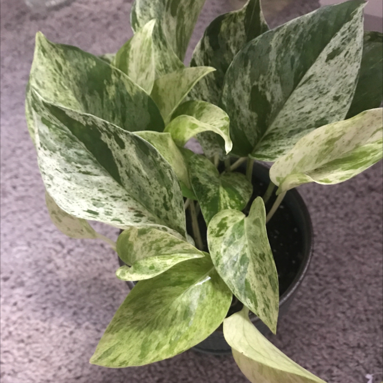 Marble Queen Pothos plant photo by Abby named Meg on Greg, the plant care app.