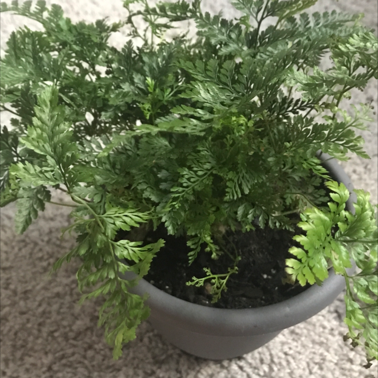 Rabbit's Foot Fern plant photo by Abby named Alice on Greg, the plant care app.