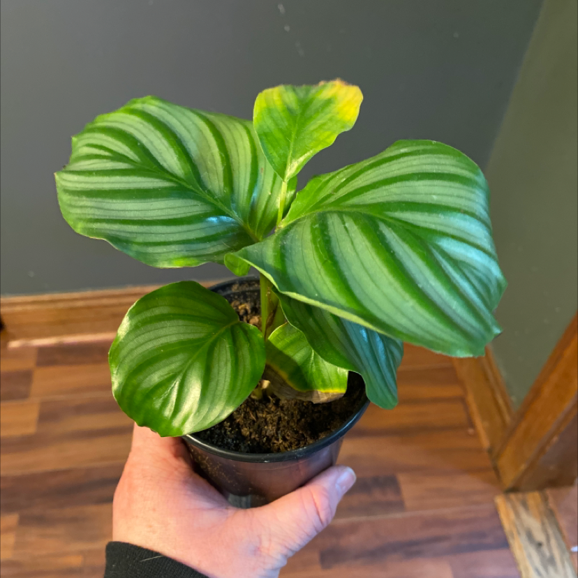 Calathea Orbifolia plant with broad, striped leaves in a small pot, held by a hand.