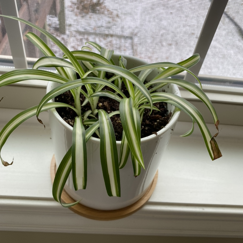 Spider Plant plant photo by @Mrsjenger named Peter Parker on Greg, the plant care app.