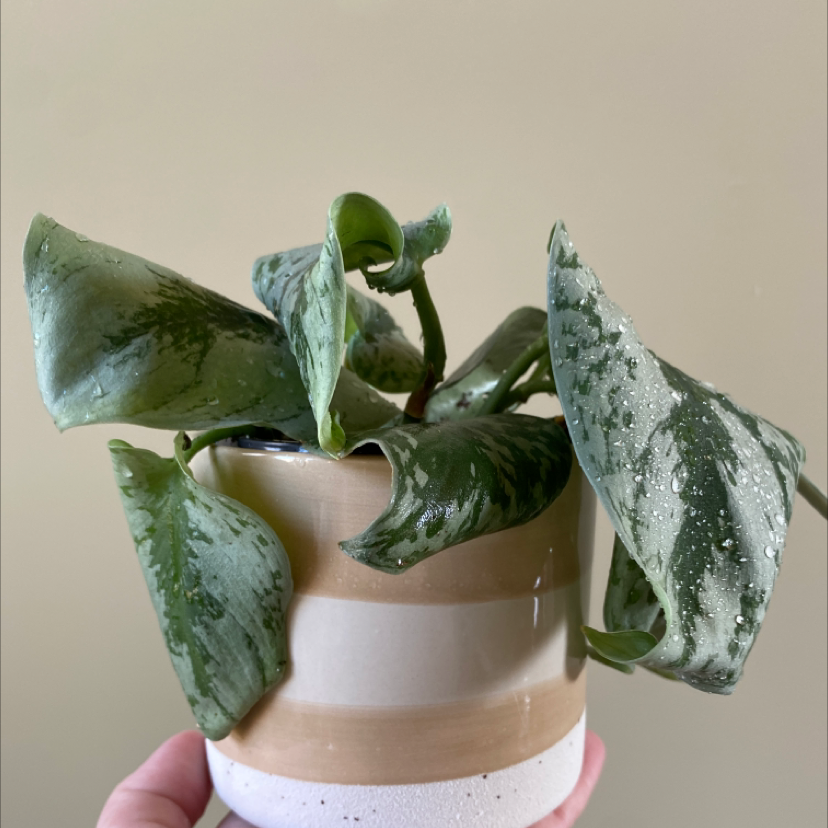 Healthy Satin Pothos plant with silver-splashed leaves in a ceramic pot, held by a person's hand.