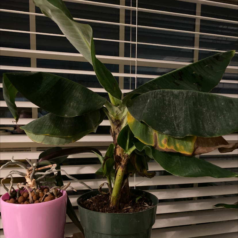Dwarf Banana plant with yellowing and browning leaves, potted indoors near a window.