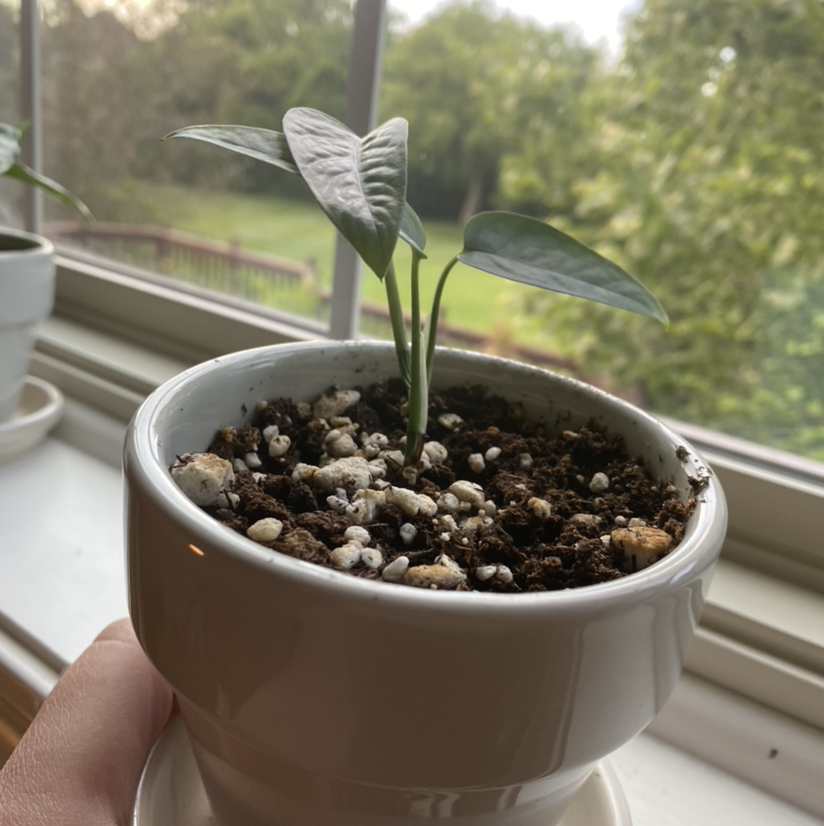 Young Cebu Blue Pothos plant in a white pot with visible soil and perlite.
