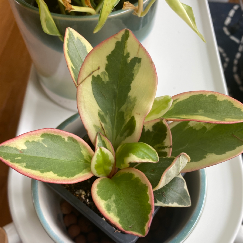 Peperomia 'Ginny' plant with variegated leaves in a pot, healthy appearance.