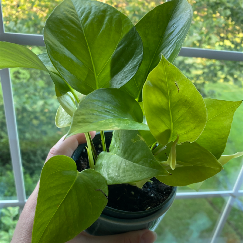 Neon Pothos plant with vibrant green leaves in a pot, held by a hand.