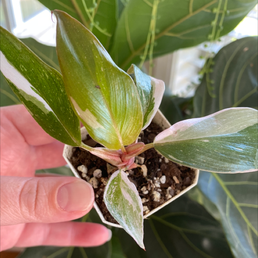 Pink Princess Philodendron plant with variegated leaves held by a hand.