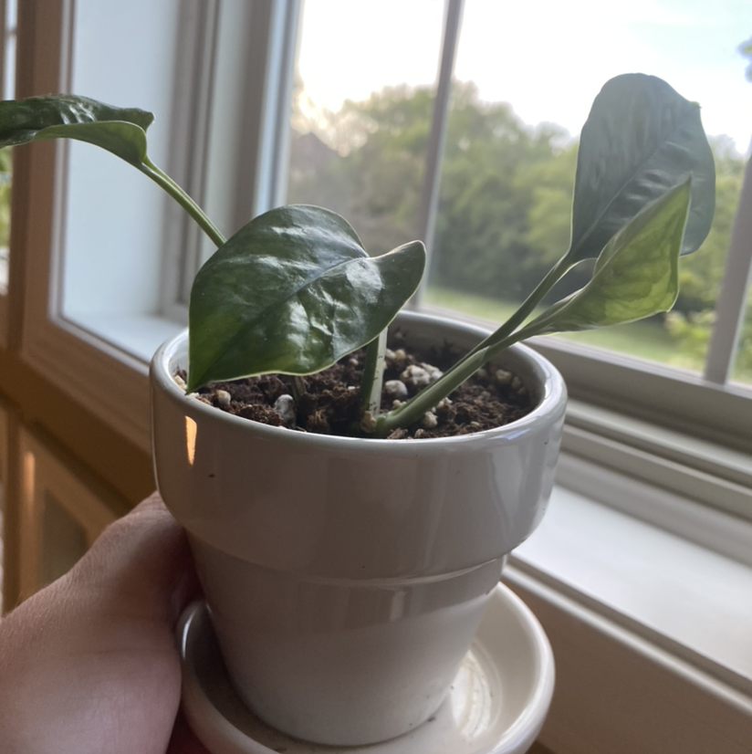 Emerald Pothos plant in a white pot, held by a hand, with visible soil and green leaves.