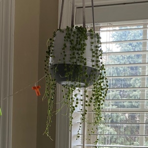 String of Pearls plant photo by @Mrsjenger named Pearl on Greg, the plant care app.