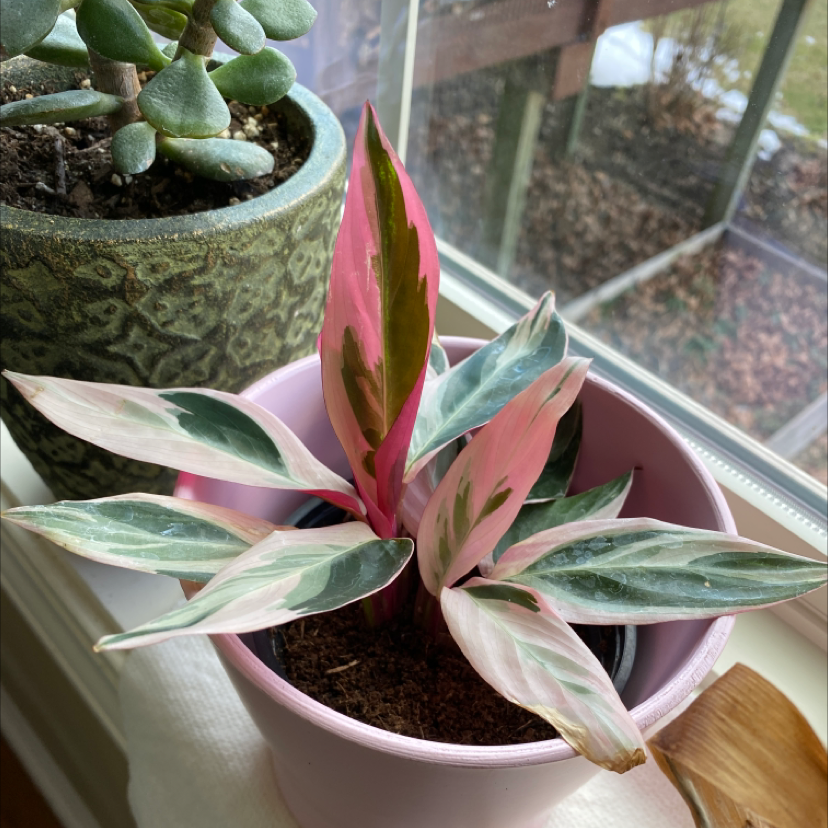 Triostar Stromanthe plant photo by @Mrsjenger named Trip on Greg, the plant care app.