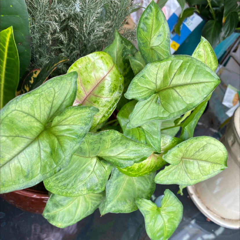 Close-up of a healthy, vibrant Arrowhead Plant with large variegated green and white leaves in an arrowhead shape.