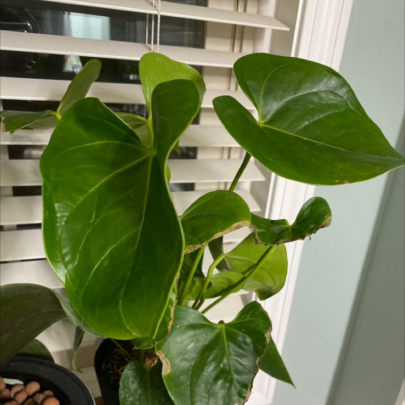 Close-up of a healthy variegated Anthurium 'Painter's Palette' plant with large, curled green and cream leaves near a window.