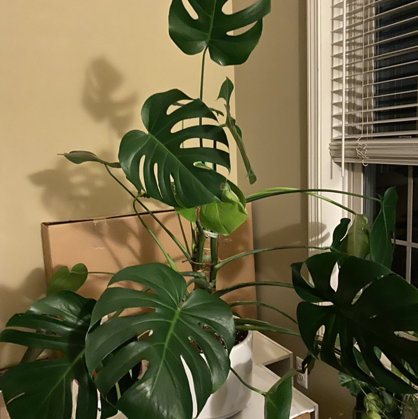 Monstera plant photo by @Mrsjenger named Sully on Greg, the plant care app.