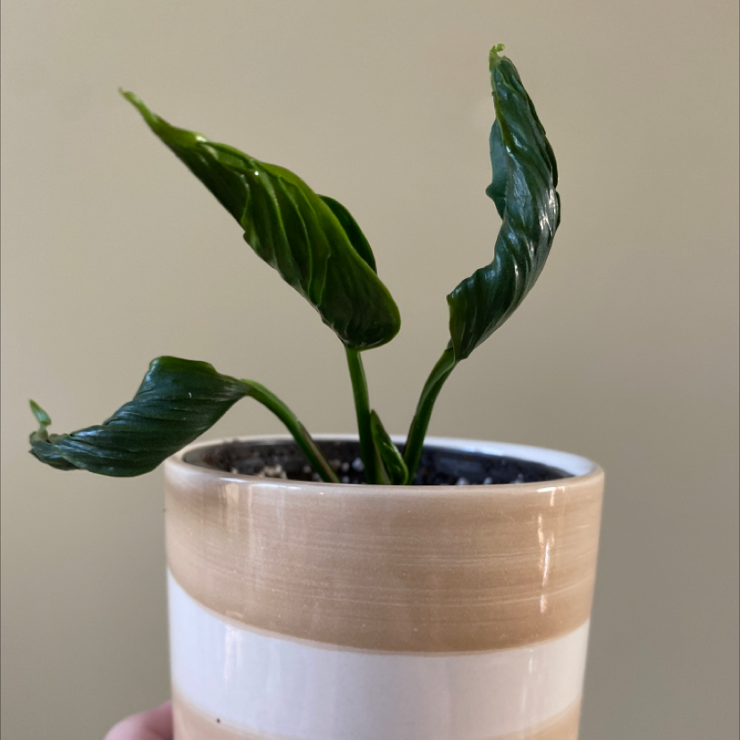 Pothos 'Shangri La' plant in a small pot with curling leaves.