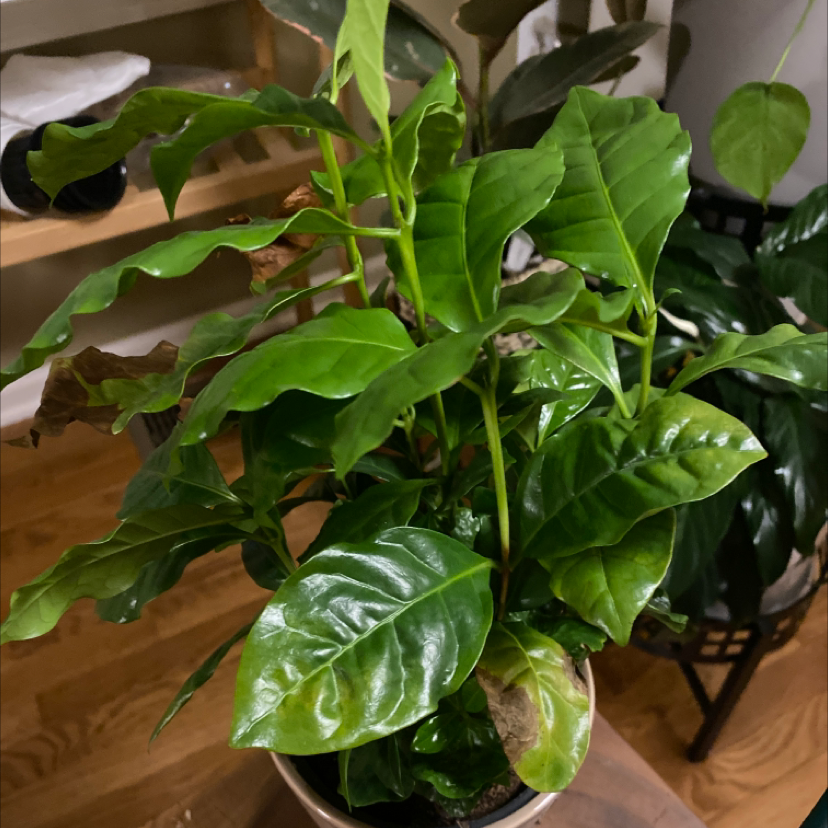 Healthy, vibrant Arabian coffee plant with glossy green leaves in a decorative pot, well-framed image with no damage or discoloration.