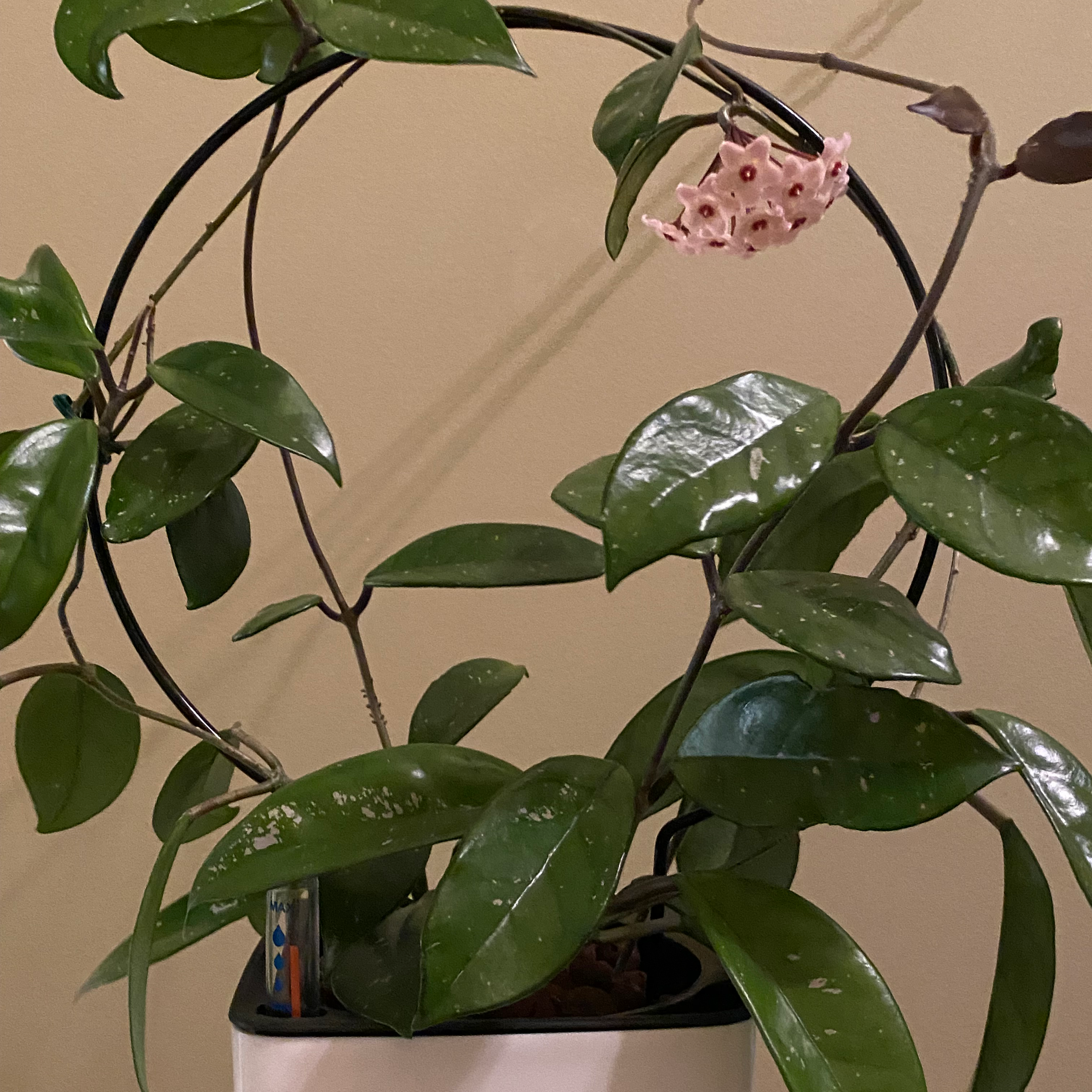 A healthy, mature waxplant with glossy green leaves and a cluster of small pink flowers, growing on a metal support frame in a ceramic pot.
