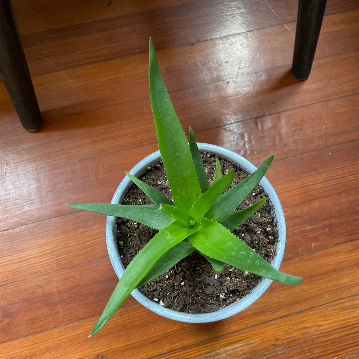 Potted Short-Leaved Aloe plant on a wooden floor, healthy with vibrant green leaves.