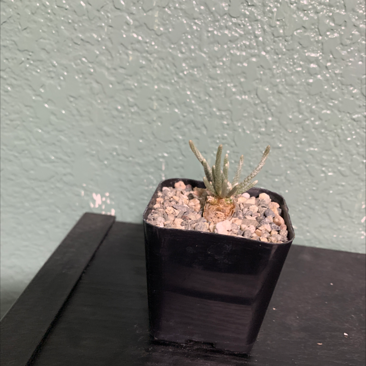 Avonia alstonii plant photo by Fidel named Avonia quinaria alstoni on Greg, the plant care app.