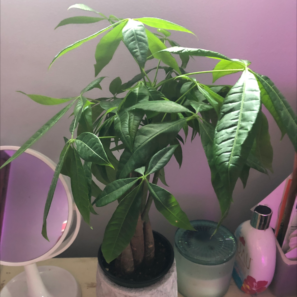 Money Tree plant photo by Kylie named ian on Greg, the plant care app.