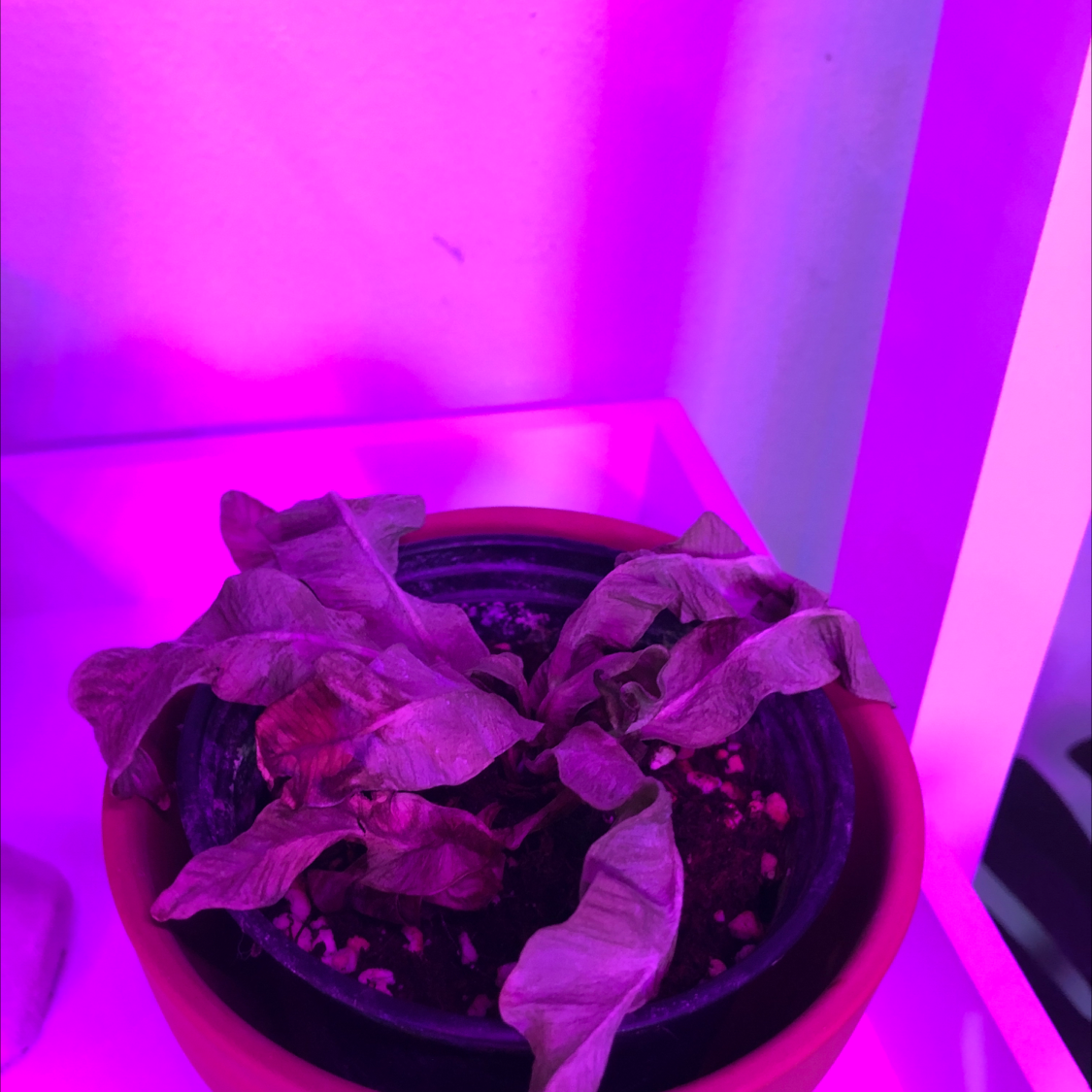 Japanese Bird's Nest Fern plant photo by Kylie named jordan on Greg, the plant care app.