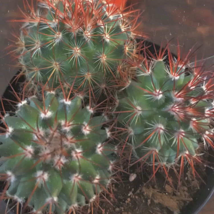 Rainbow Pincushion plant photo by @justarulai named Pooh, Roo, & Piglet on Greg, the plant care app.
