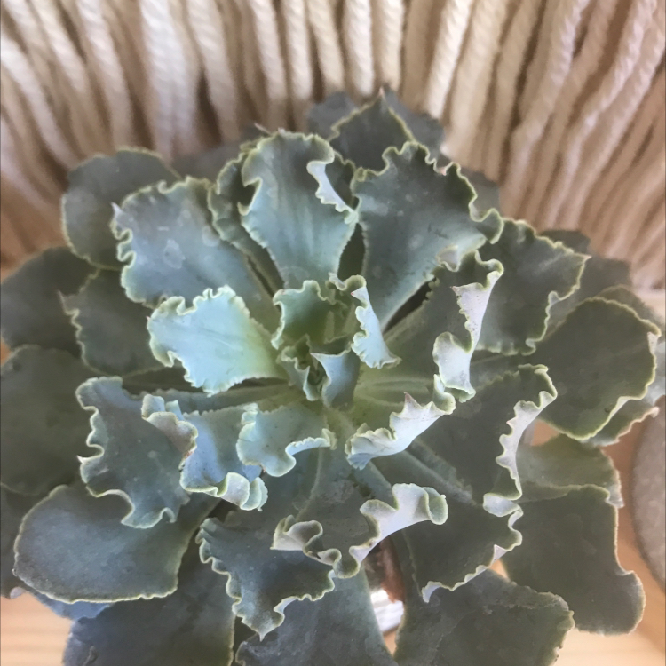 Healthy Mexican Hens succulent with ruffled green leaves against a textured background.