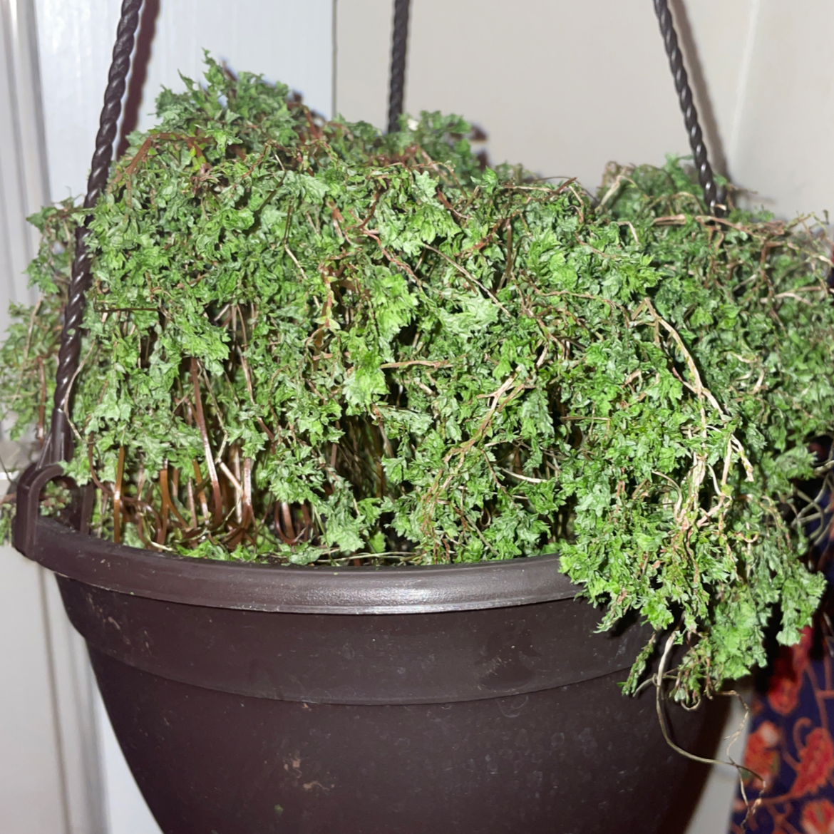 Lush, healthy club moss plant with bright green foliage filling a hanging basket.
