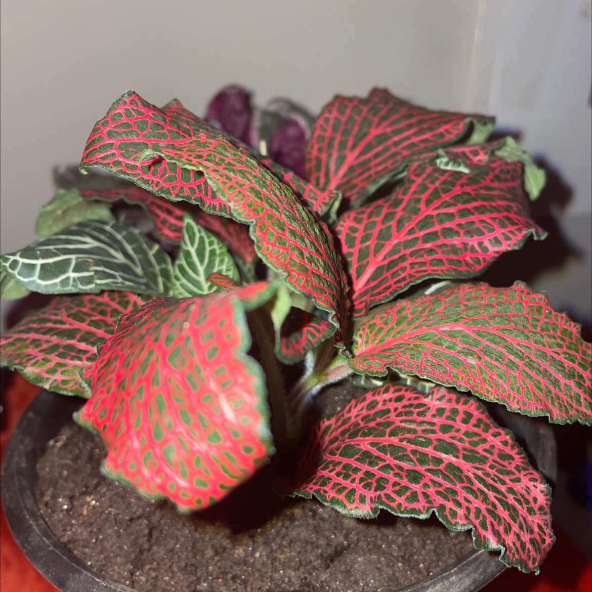 Nerve Plant plant photo by @notblaise named Nima on Greg, the plant care app.