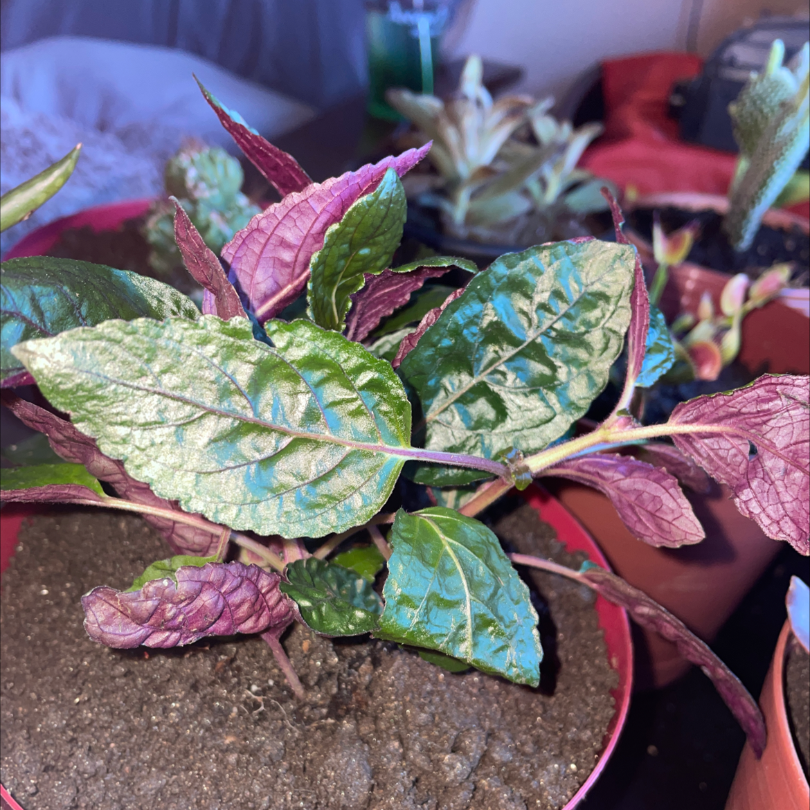 Waffle Plant with vibrant green and purple leaves in a pot with visible soil.