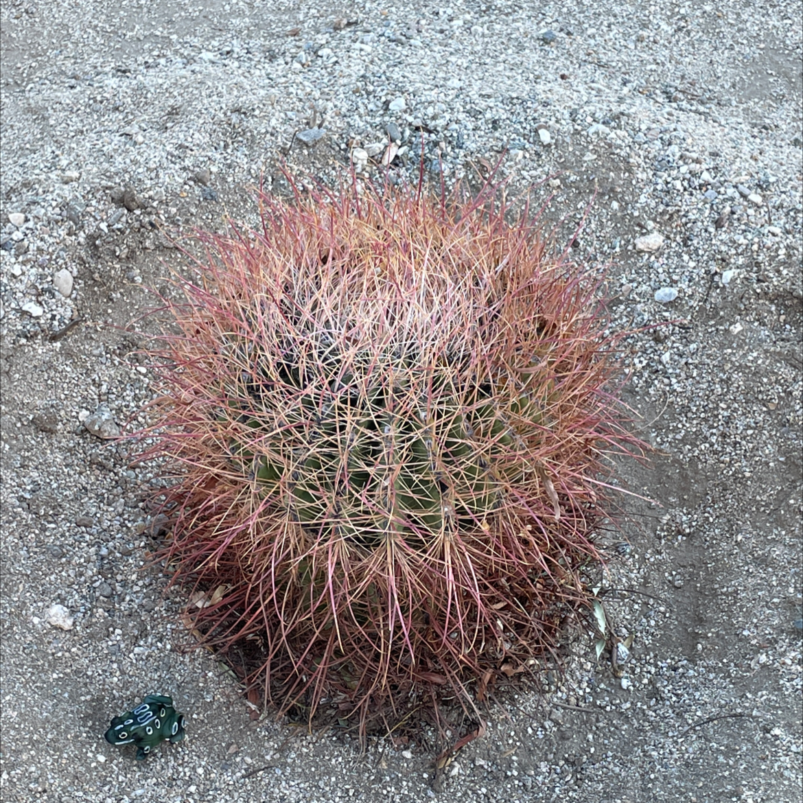 Compass Barrel Cactus with reddish spines in a rocky environment.