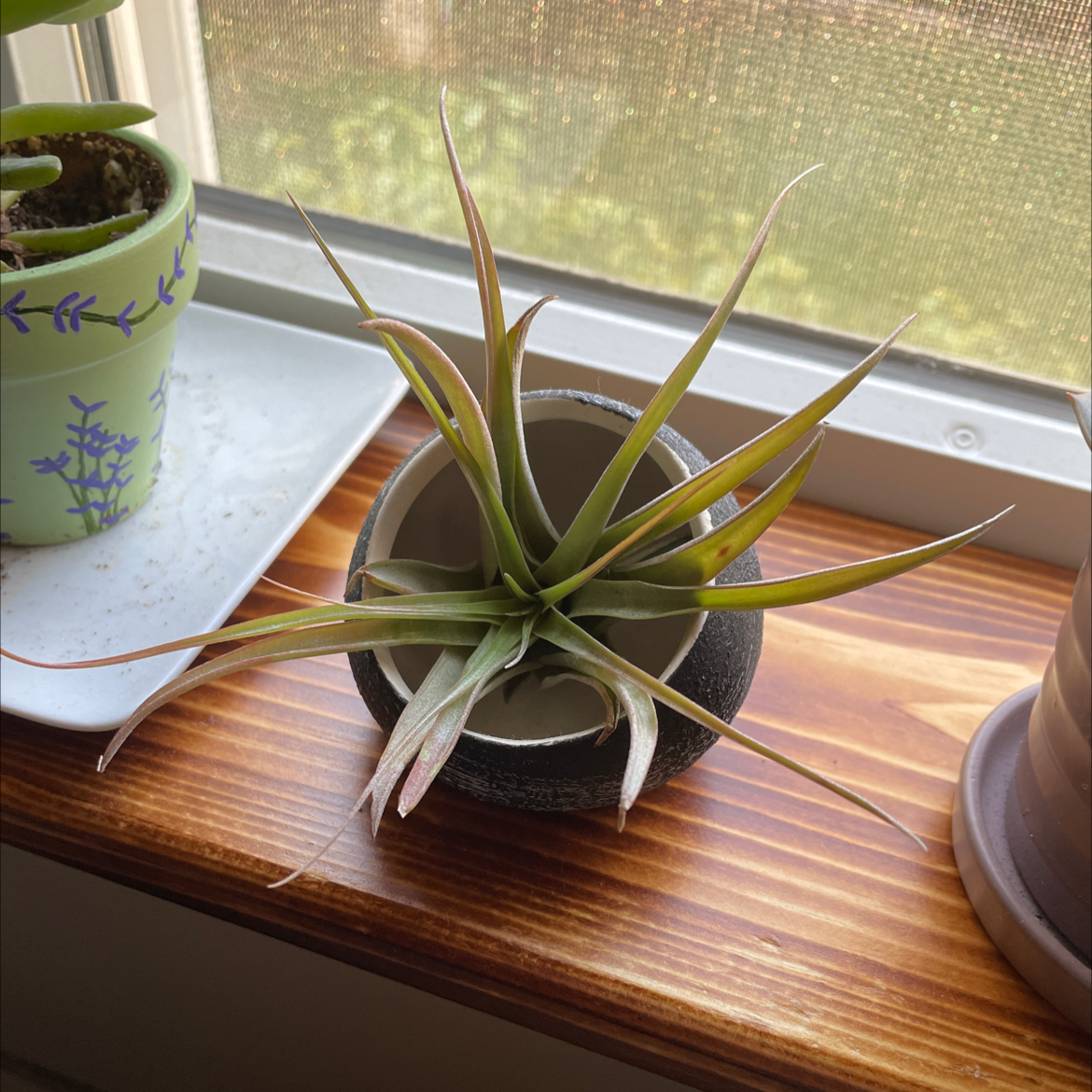 Photo of the plant species Tillandsia gardneri by Grace named Aria on Greg, the plant care app