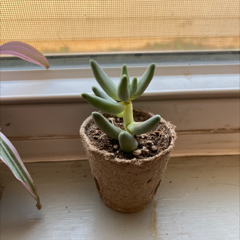 Little Jewel succulent in a biodegradable pot on a windowsill.