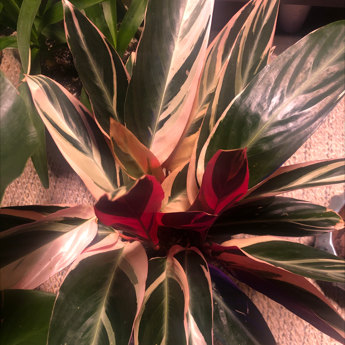 Never Never Plant with variegated leaves showing some yellowing and browning.