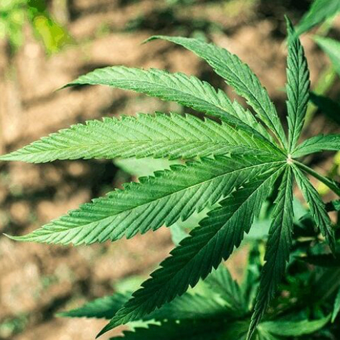 Photo of the plant species Marijuana by Ryan named Keanu Leaves on Greg, the plant care app