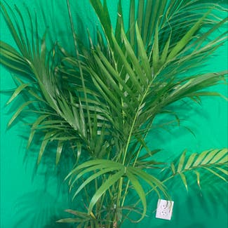 Kentia Palm plant in Riverside, California