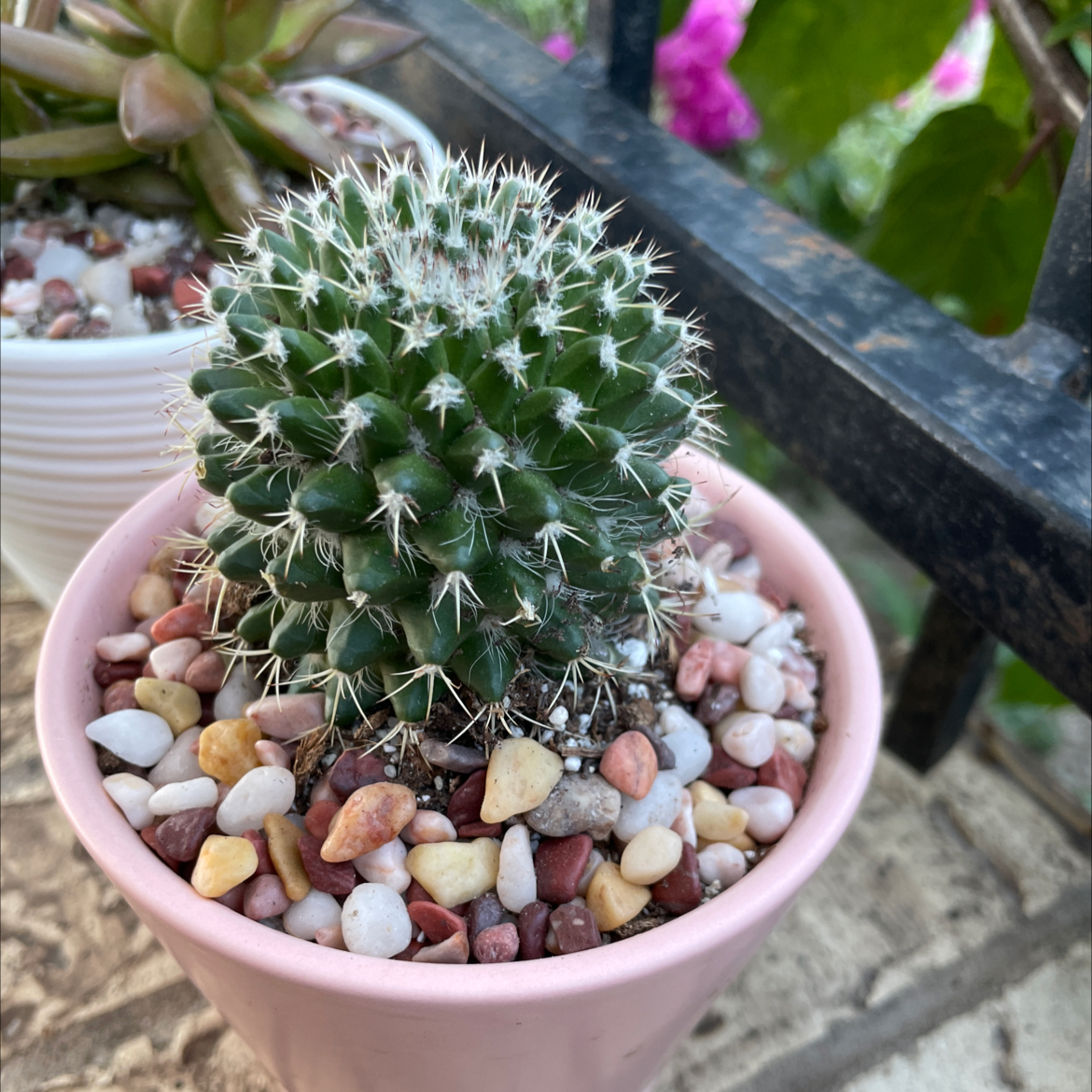 Spike