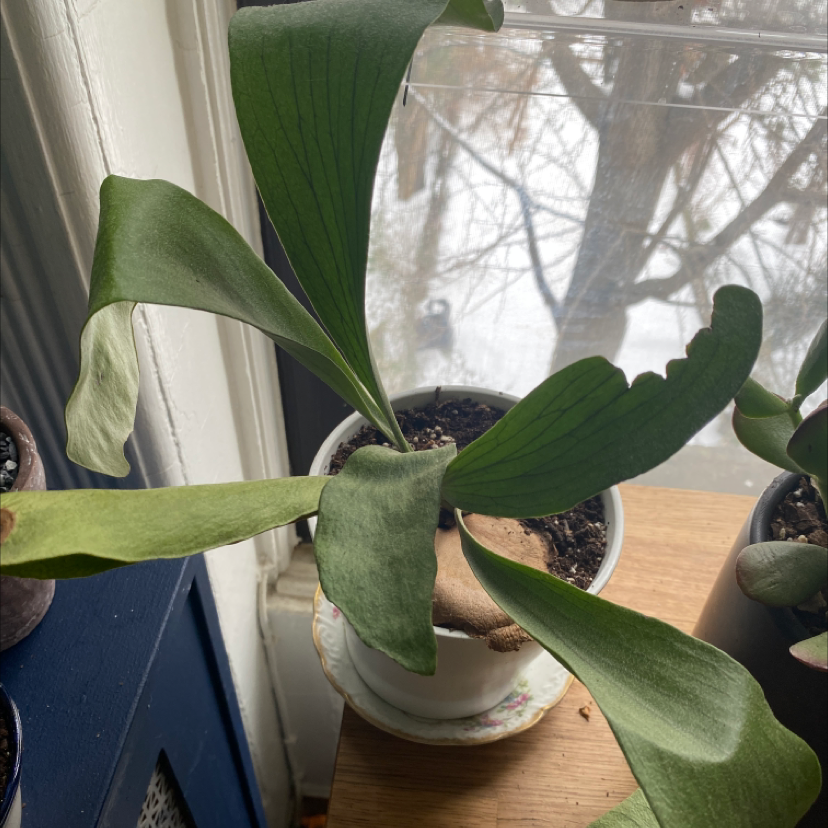 Elkhorn Fern in a white pot near a window, healthy green leaves.