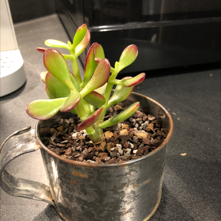 Jelly Bean Plant plant photo by @LeftyTL named Calvin on Greg, the plant care app.