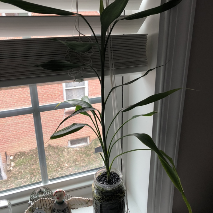 Lucky Bamboo plant photo by @LeftyTL named Lisa on Greg, the plant care app.