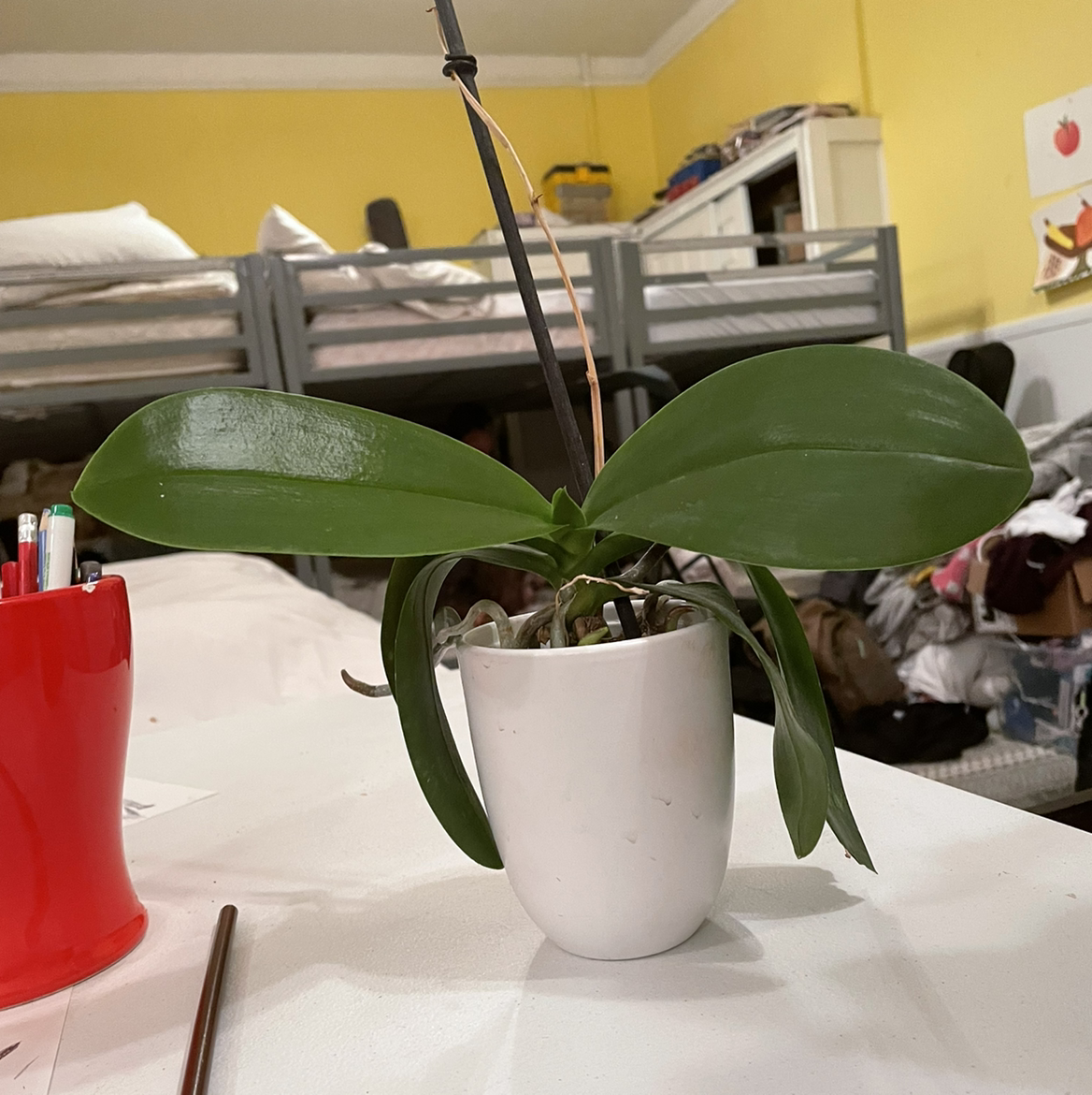 Moon Orchid plant photo by @LucythePlantParent named scorchy on Greg, the plant care app.