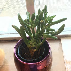 Finger Jade plant photo by @LucythePlantParent named Ryan on Greg, the plant care app.