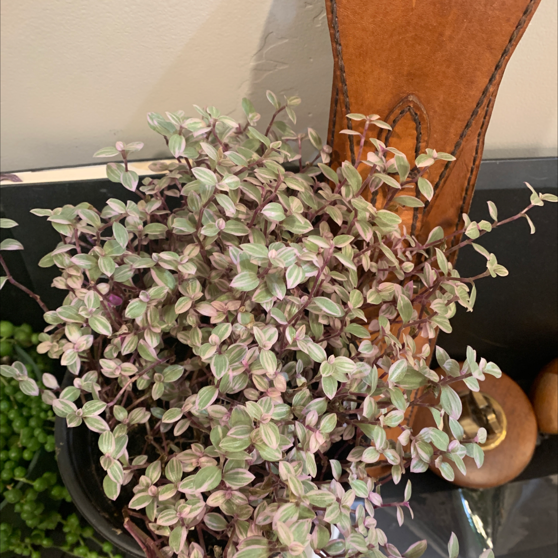 Pink Panther Tradescantia plant with variegated leaves, healthy and vibrant.