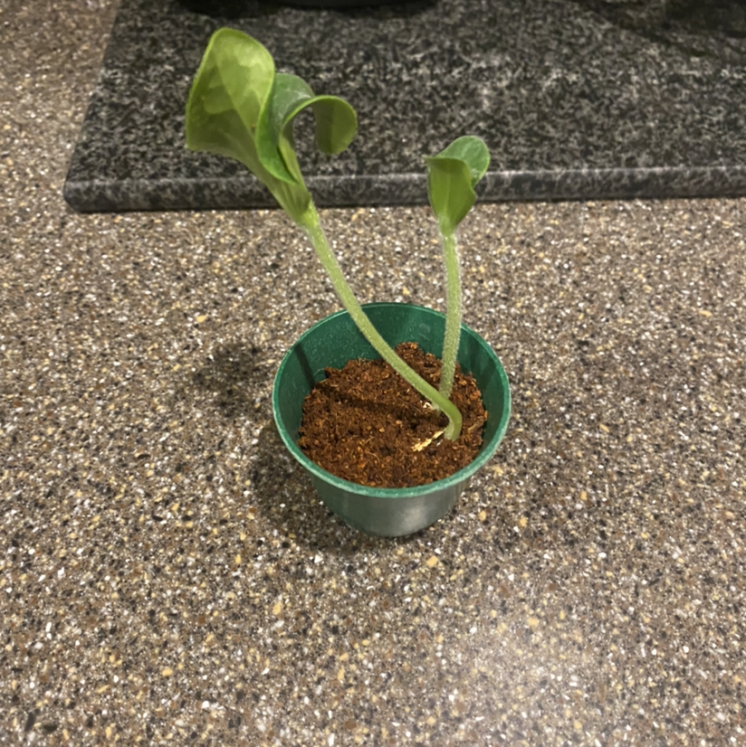 Photo of the plant species Peperomia 'Harmonys Great Pumpkin' by Nadia named Pluto on Greg, the plant care app