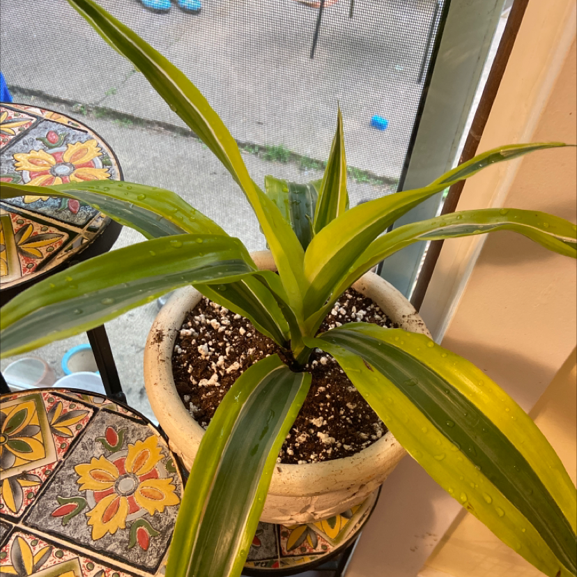 Dracaena 'Sted Sol Cane' plant in a pot with vibrant green leaves and visible soil.