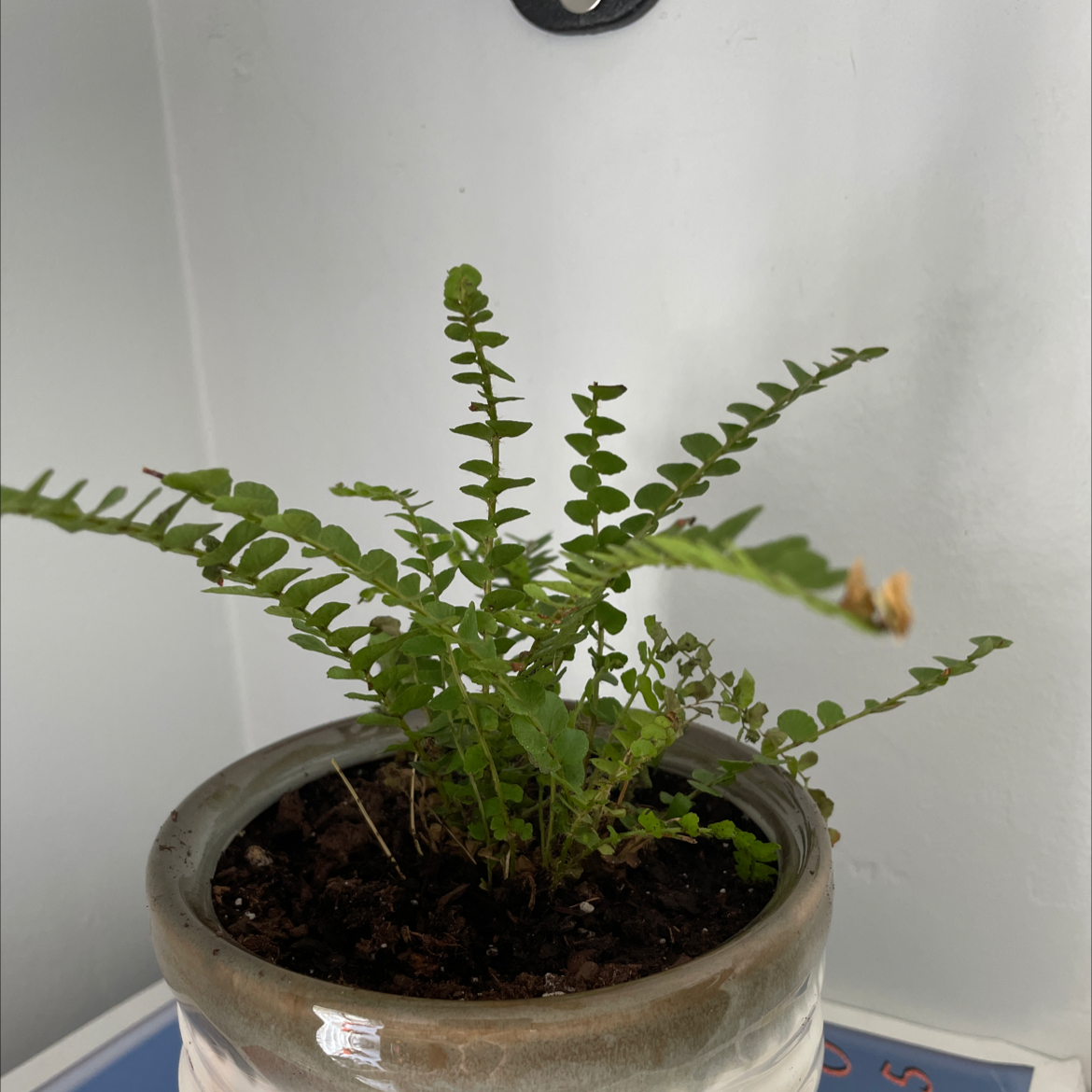 Photo of the plant species Astragalus monspessulanus by Corryn named Rusty on Greg, the plant care app