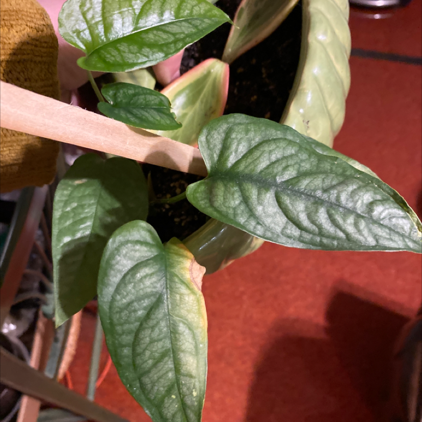 Monstera pinnatipartita plant with healthy green leaves and slight yellowing on one leaf.